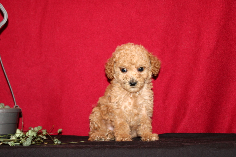 puppy, for, sale, Mini Golden Doodle F1B, Matthew B. Stoltzfus, dog, breeder, Gap, PA, dog-breeder, puppy-for-sale, forsale, nearby, find, puppyfind, locator, puppylocator, aca